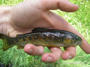 Native Trout Fly Fishing