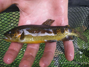 Native Trout Fly Fishing