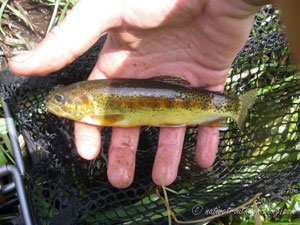 Native Trout Fly Fishing