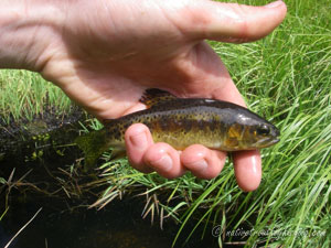 Native Trout Fly Fishing