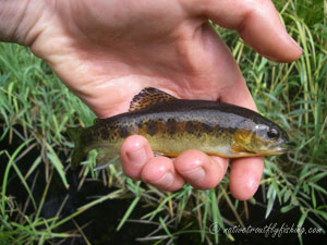 Native Trout Fly Fishing