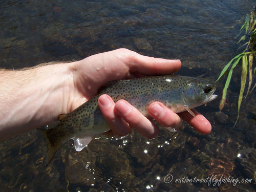 Native Trout Fly Fishing