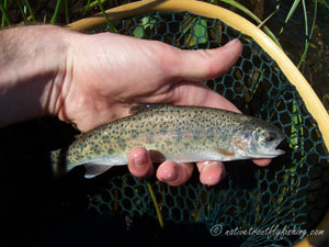 Native Trout Fly Fishing