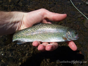 Native Trout Fly Fishing