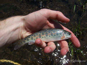 Native Trout Fly Fishing