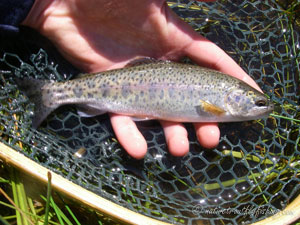 Native Trout Fly Fishing
