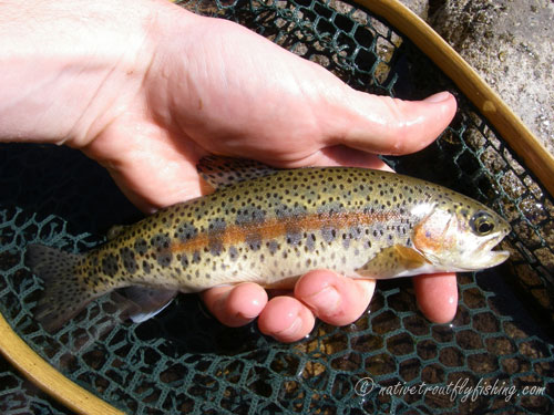 Native Trout Fly Fishing