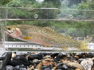 Native Trout Fly Fishing