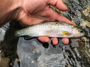 Native Trout Fly Fishing