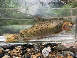 Native Trout Fly Fishing