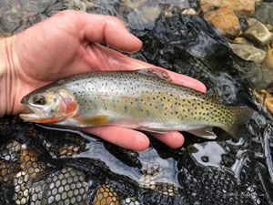 Native Trout Fly Fishing