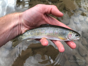 Native Trout Fly Fishing