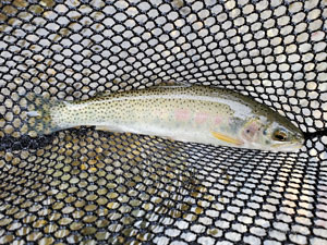 Native Trout Fly Fishing