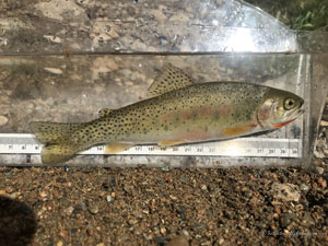 Native Trout Fly Fishing