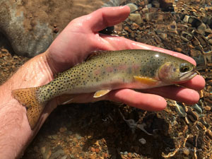 Native Trout Fly Fishing