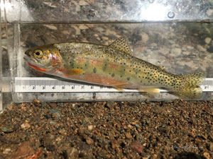 Native Trout Fly Fishing