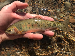 Native Trout Fly Fishing