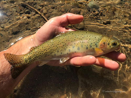 Native Trout Fly Fishing