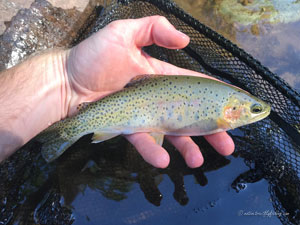 Native Trout Fly Fishing