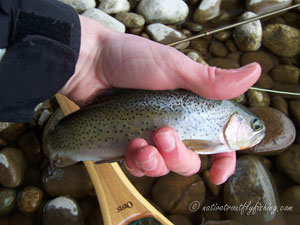 Native Trout Fly Fishing