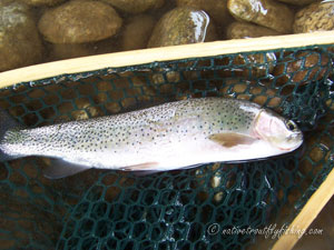 Native Trout Fly Fishing