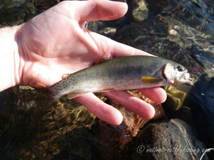 Native Trout Fly Fishing