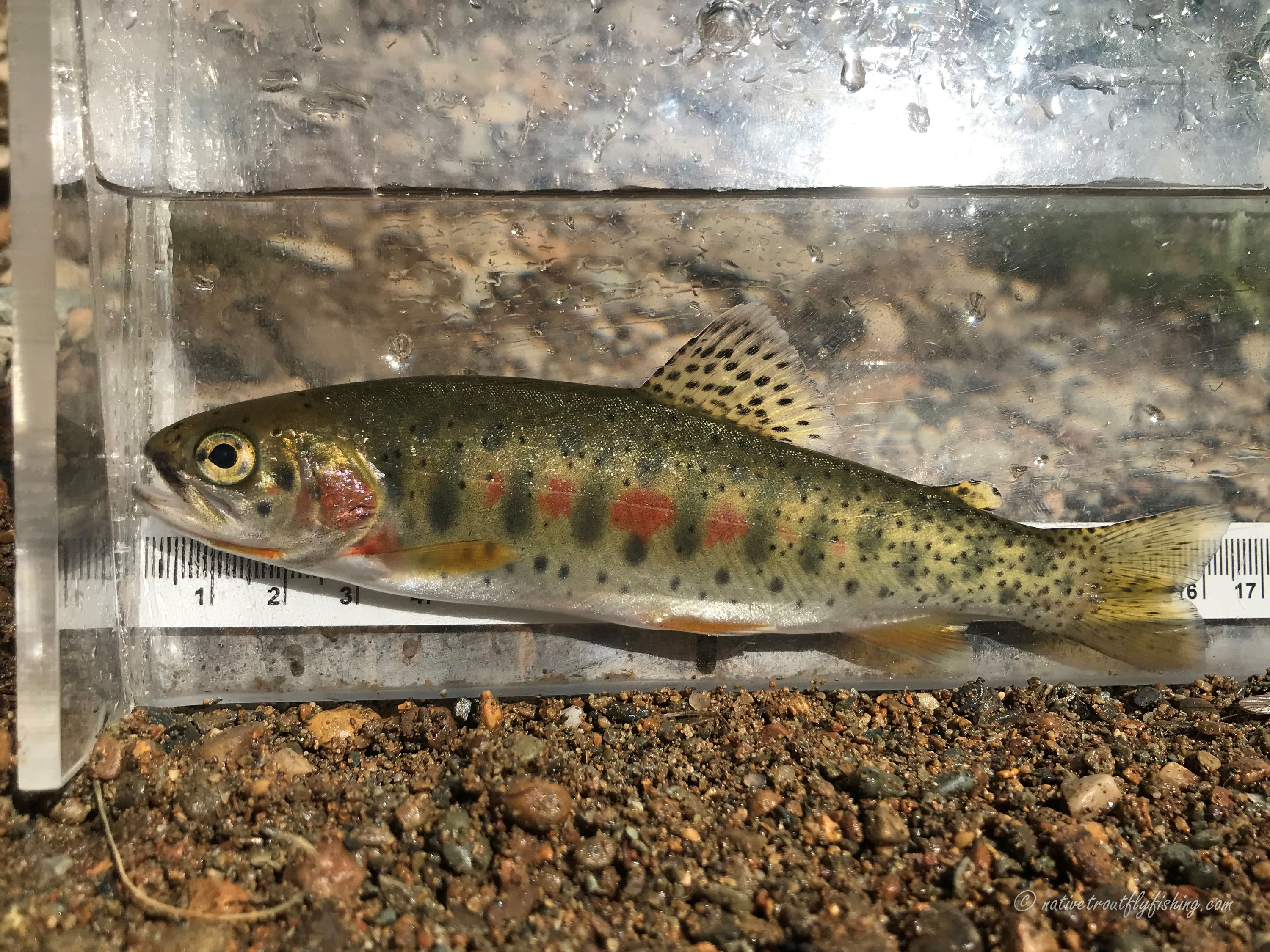 Native Trout Fly Fishing: Neoboreal Westslope Cutthroat Trout