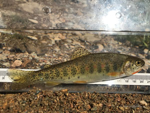 Native Trout Fly Fishing