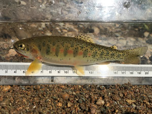 Native Trout Fly Fishing