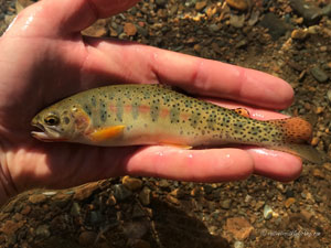 Native Trout Fly Fishing