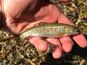 Native Trout Fly Fishing