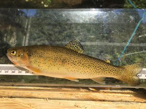 Native Trout Fly Fishing