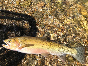 Native Trout Fly Fishing