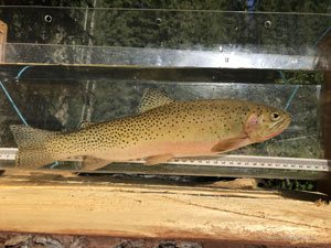 Native Trout Fly Fishing