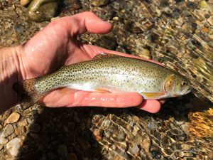 Native Trout Fly Fishing