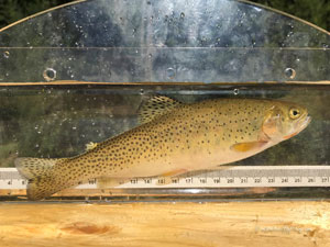 Native Trout Fly Fishing