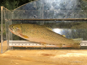 Native Trout Fly Fishing