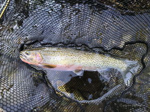 Native Trout Fly Fishing