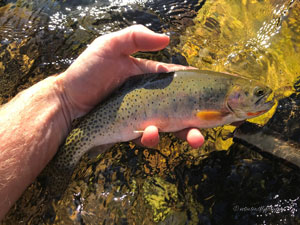 Native Trout Fly Fishing