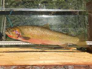 Native Trout Fly Fishing