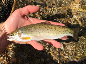 Native Trout Fly Fishing