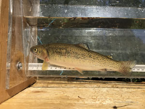 Native Trout Fly Fishing