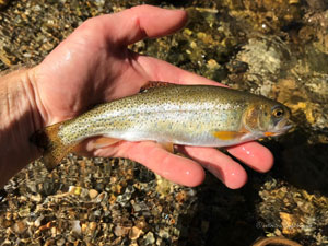 Native Trout Fly Fishing