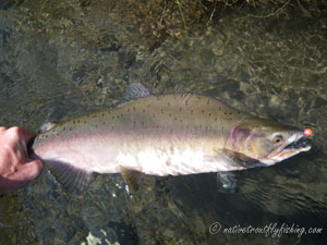 Native Trout Fly Fishing