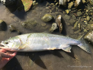 Native Trout Fly Fishing