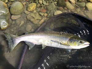 Native Trout Fly Fishing