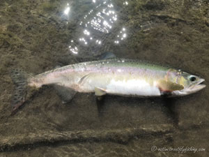 Native Trout Fly Fishing