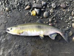 Native Trout Fly Fishing