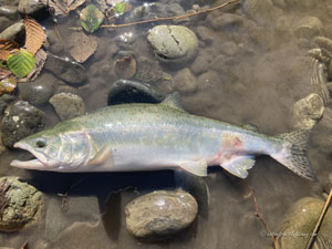 Native Trout Fly Fishing