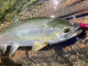 Native Trout Fly Fishing